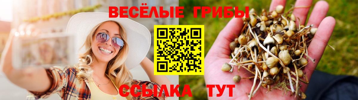 Псилоцибиновые грибы Cubensis  Бийск  Псилоцибиновые грибы Psilocybe 